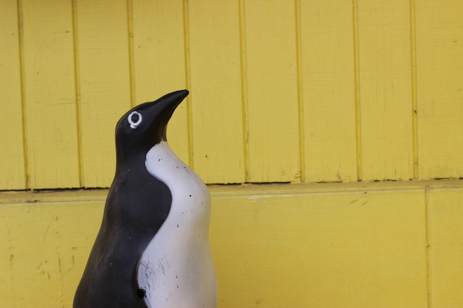 Kevin Kee penguin